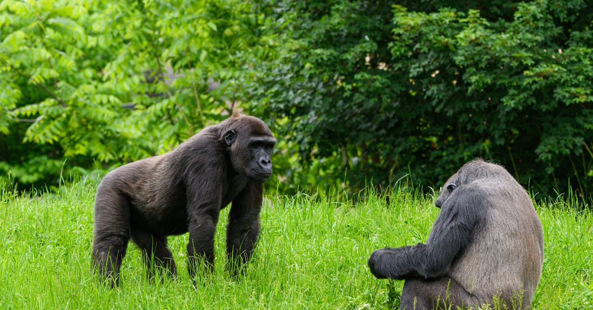 Two gorillas in a natural, green setting engaging with each other, showcasing wildlife behavior.